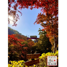 紅葉と石清水八幡宮参道ケーブルの写真